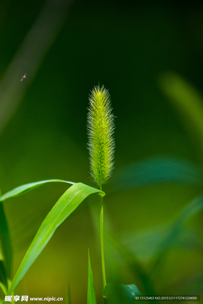 狗尾巴草