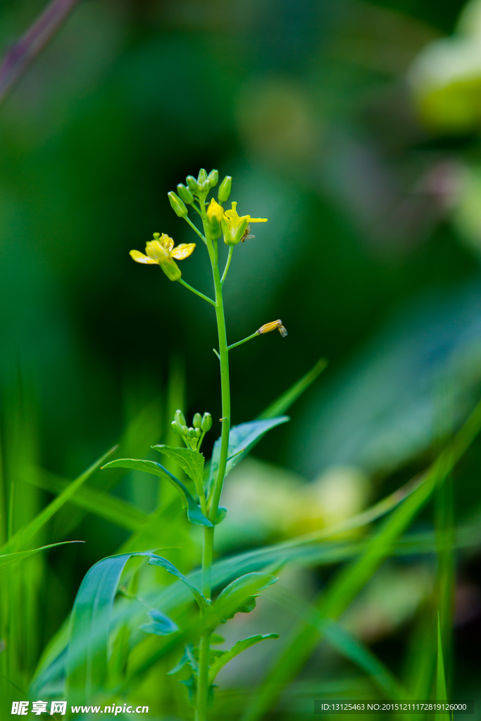 油菜花
