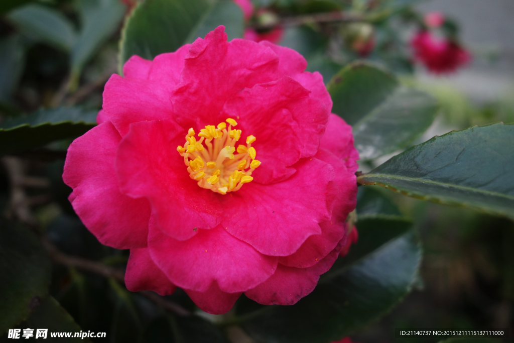 山茶花