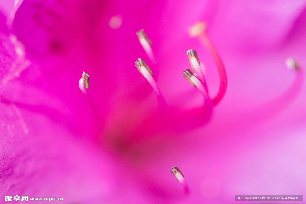 芯蕊