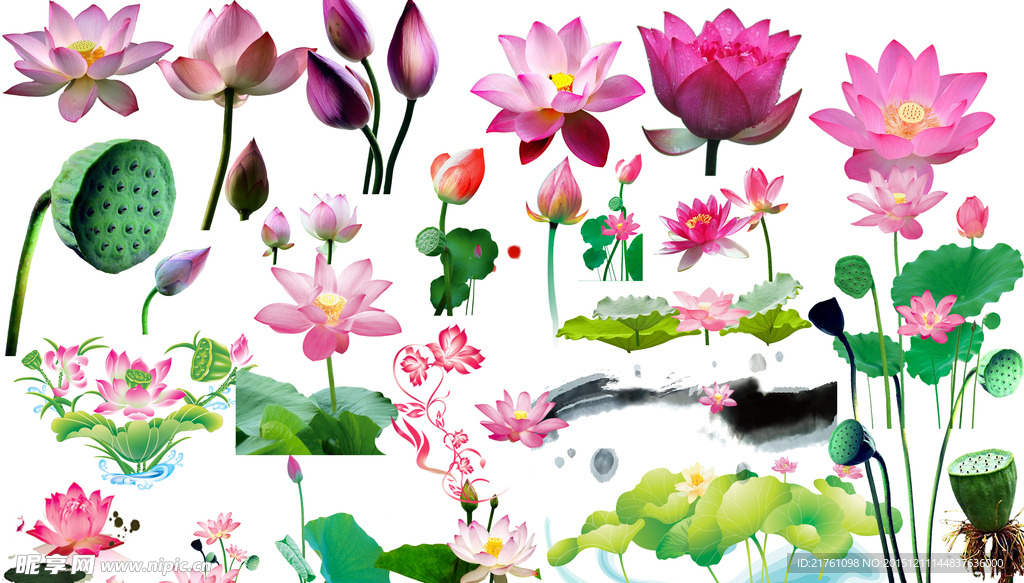 荷花素材