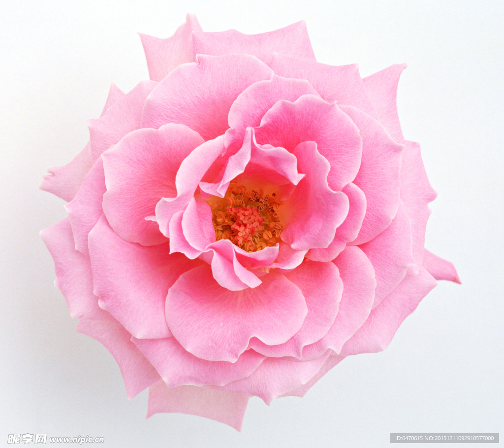 牡丹花
