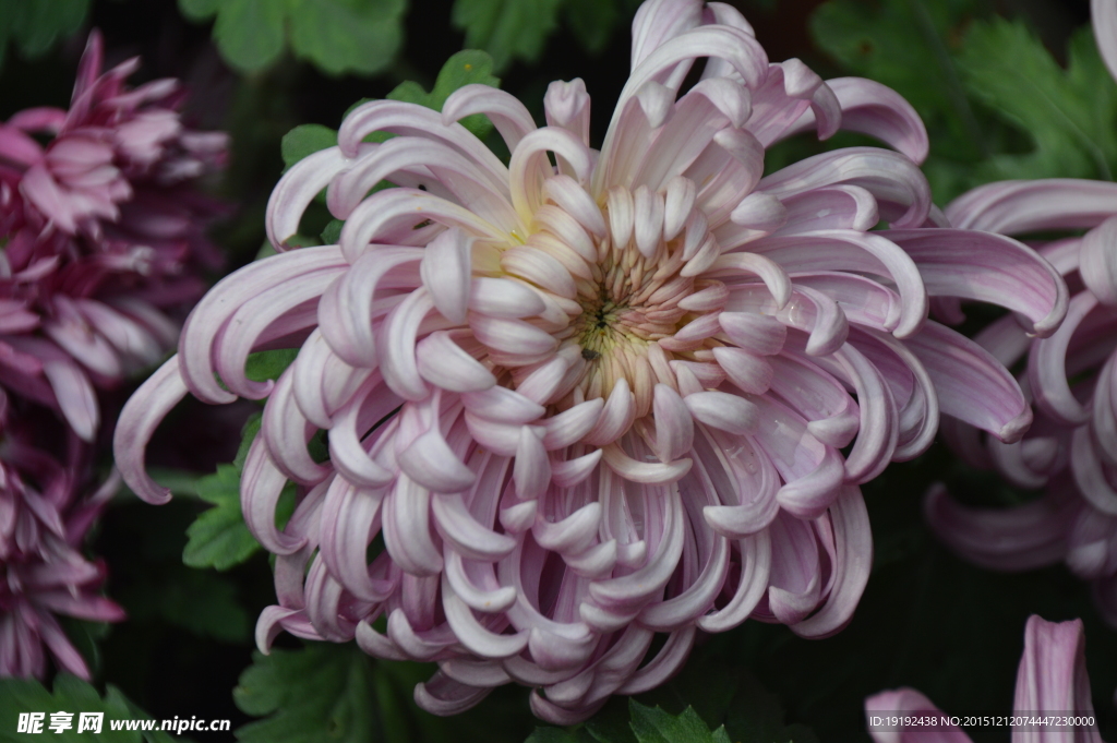 菊花