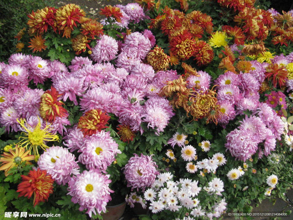 菊花