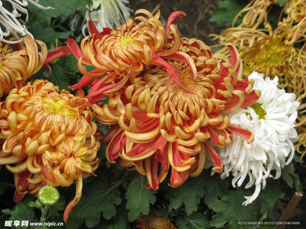 菊花