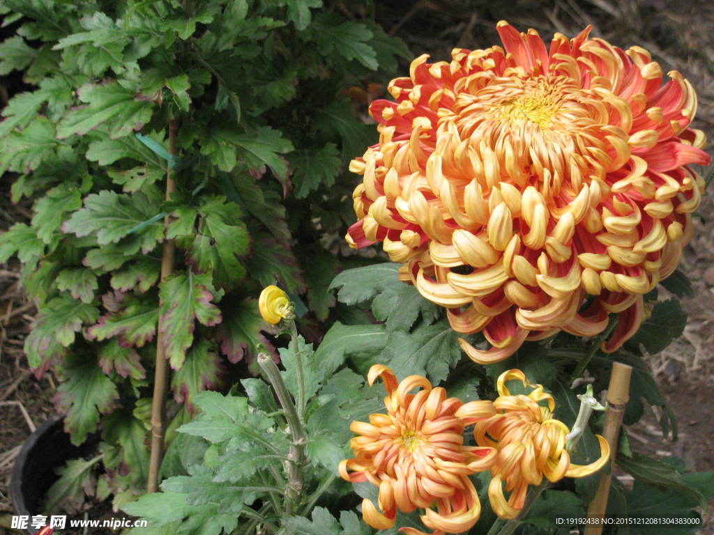 菊花