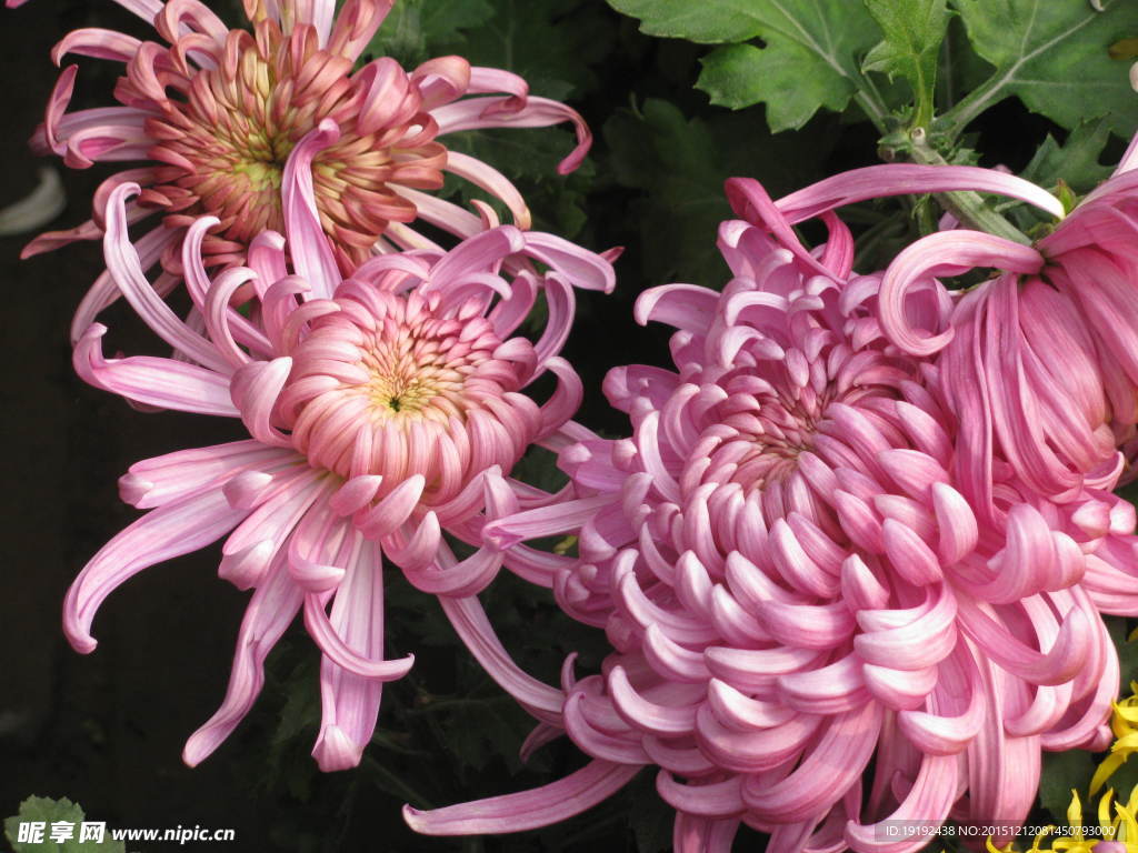 菊花