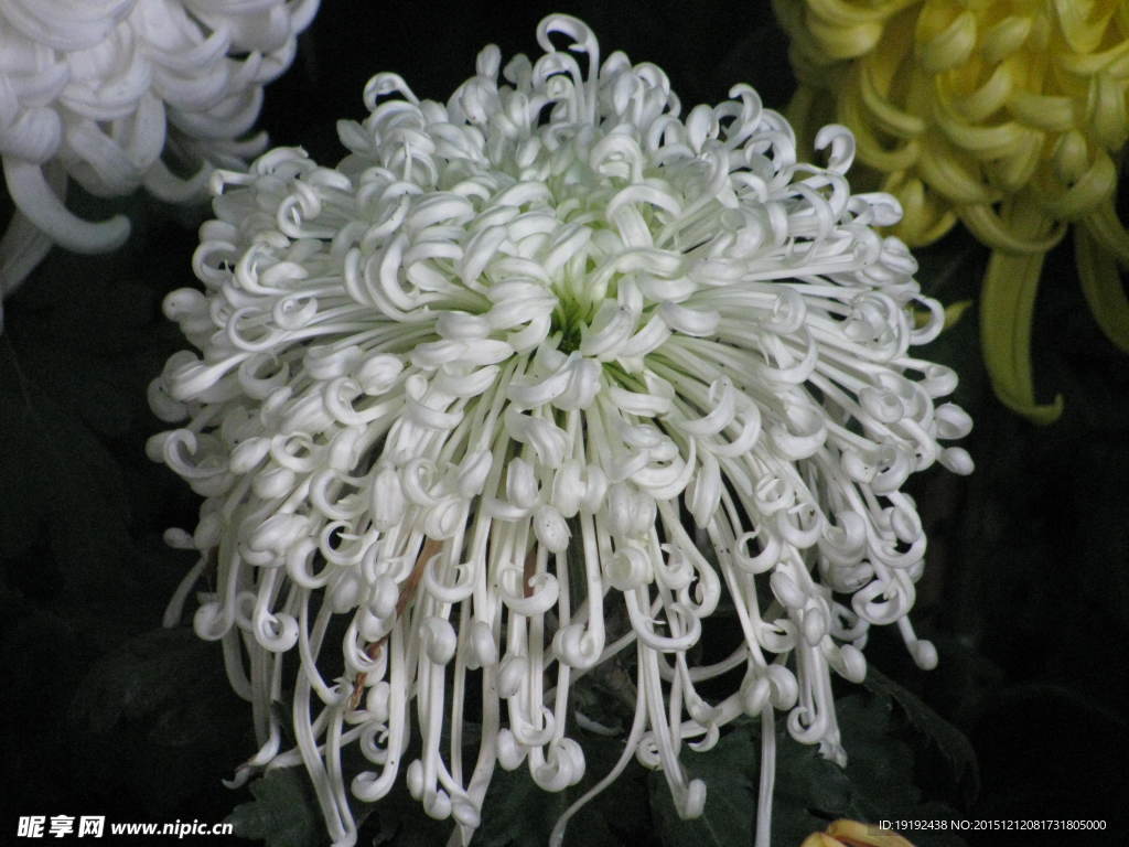 菊花