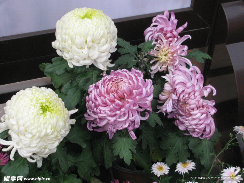 菊花