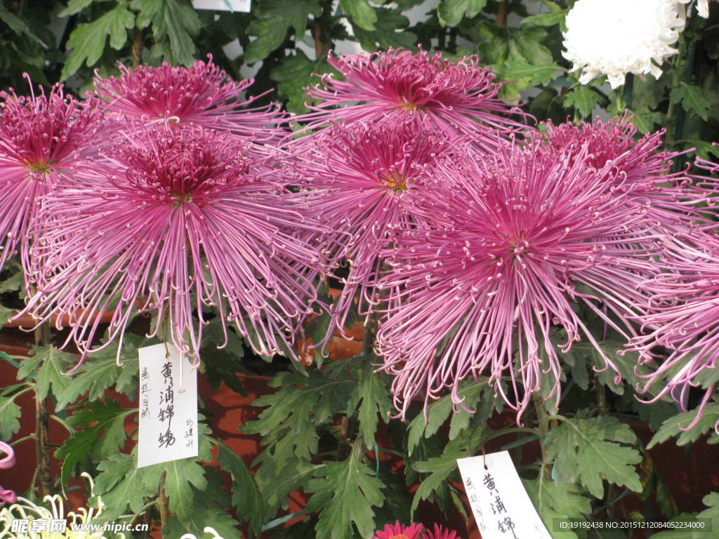 菊花