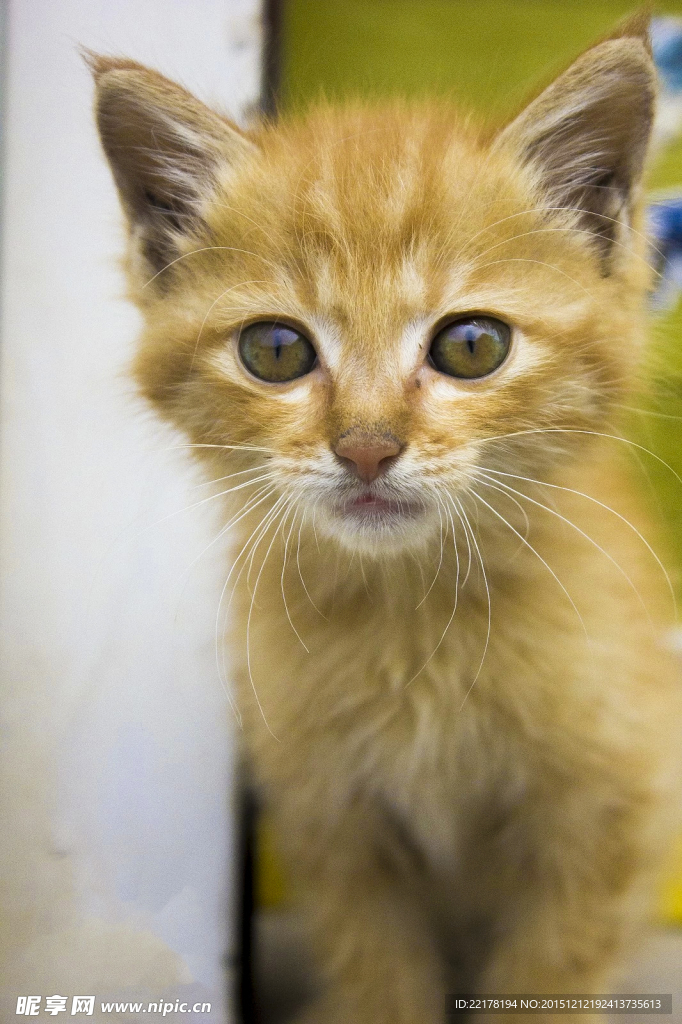 小猫咪