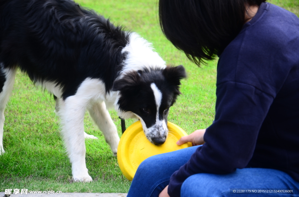 边境牧羊犬