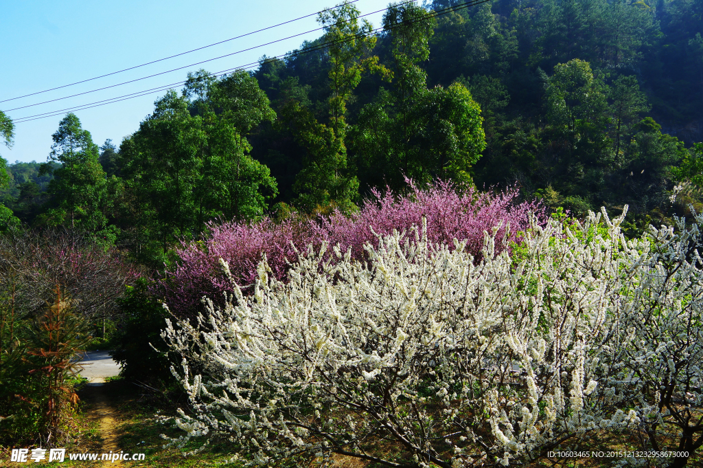 桃花盛开 李花绽放