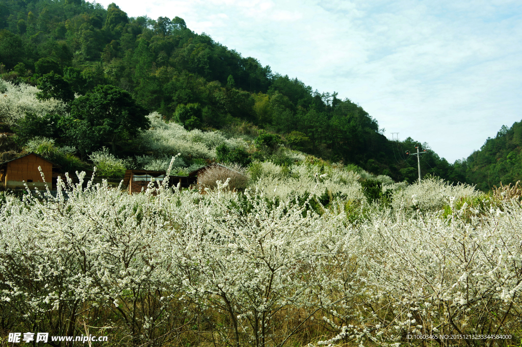 阳春三月 桃李芬芳