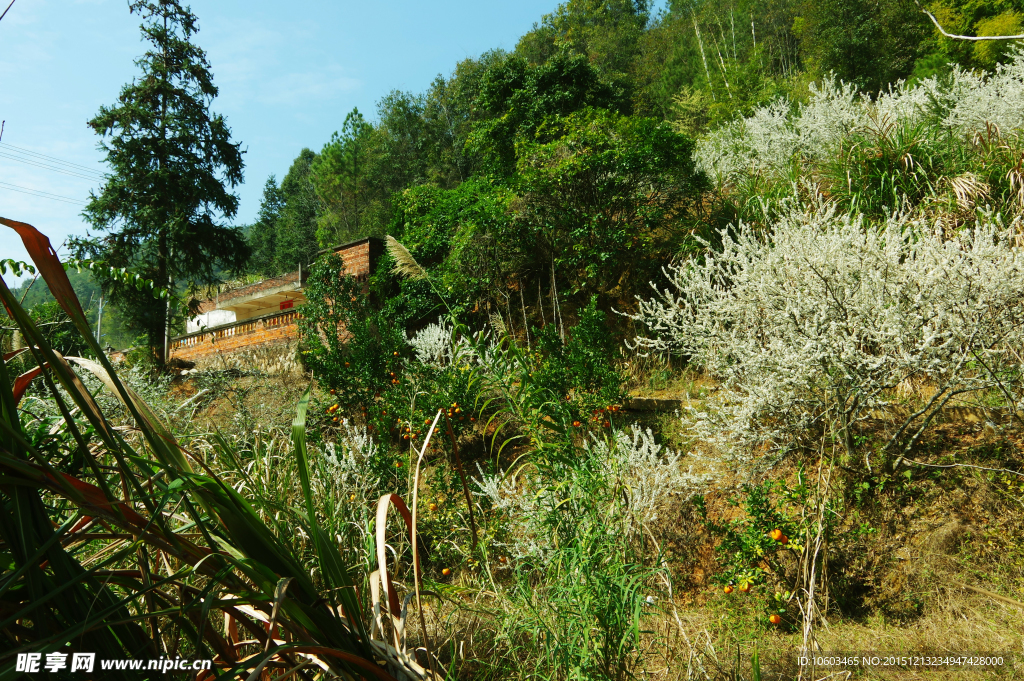 山岚人家 果花烂漫