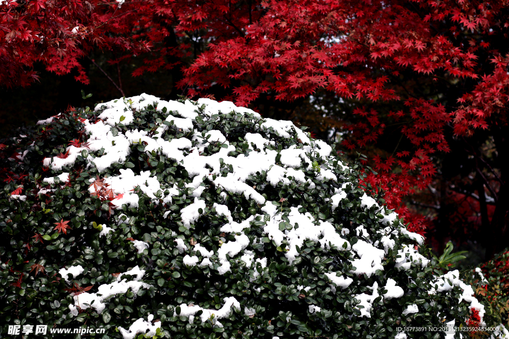 白雪与红叶