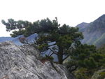 黄山迎客松