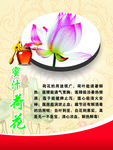 蜜汁荷花