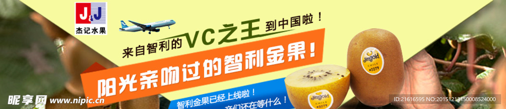 智利金果