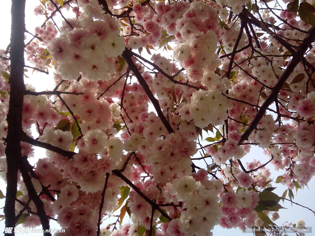 樱花