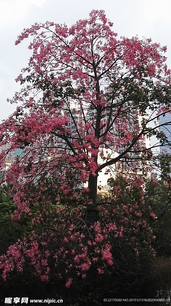 紫荆花树木