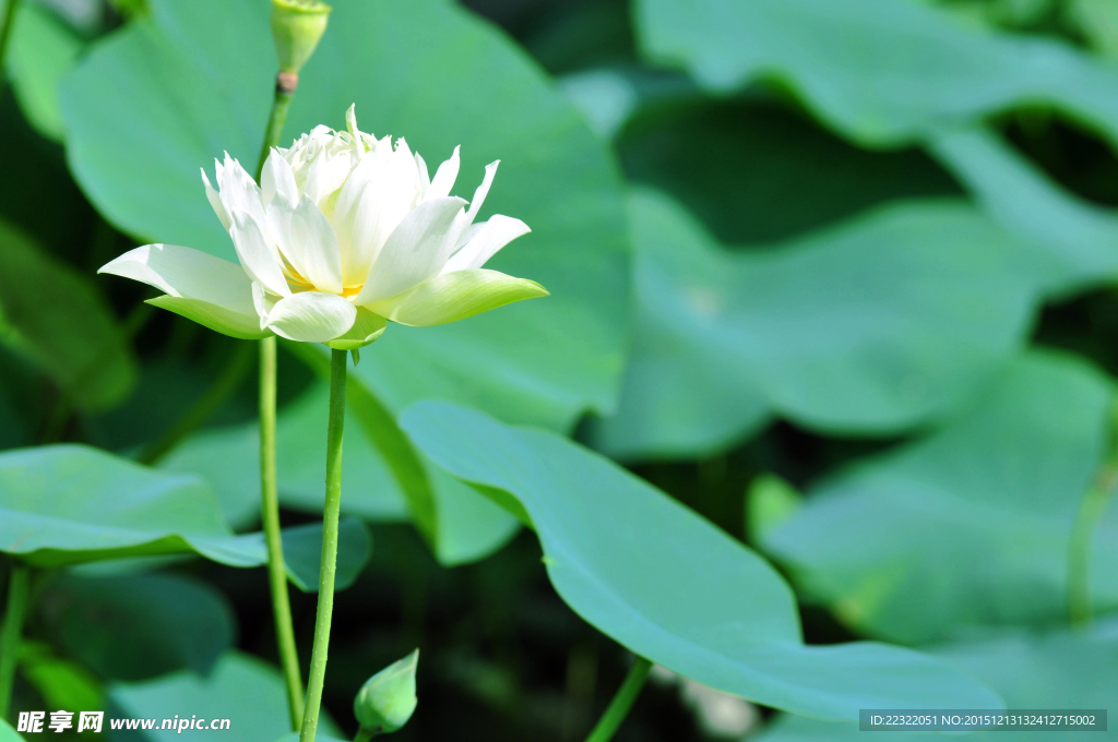 花开的季节