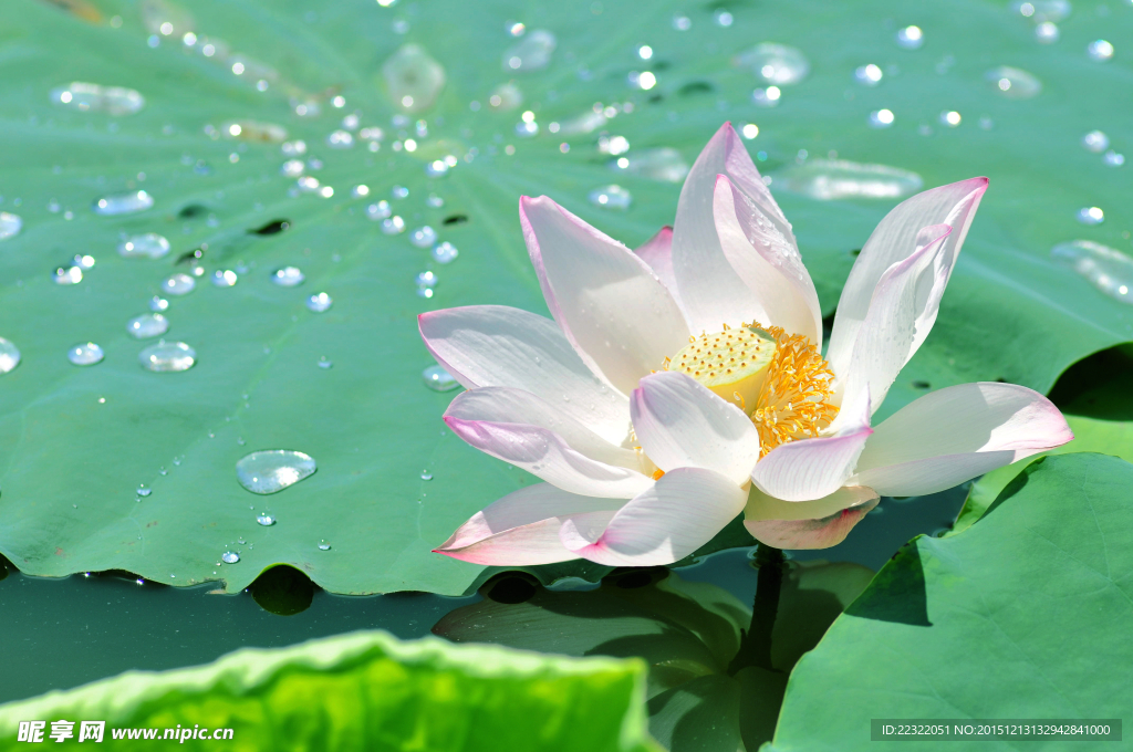 荷花