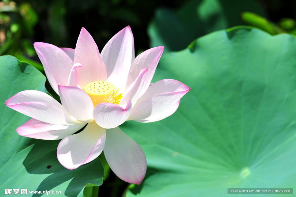 荷花