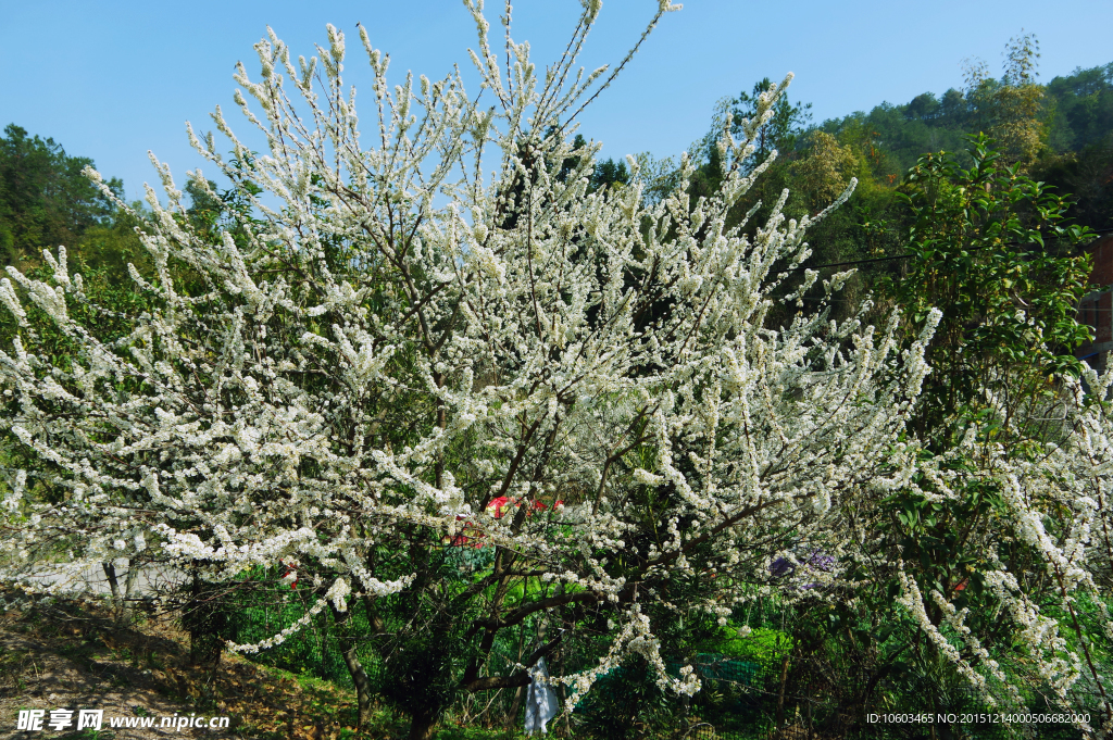 山岚人家 李花绽放