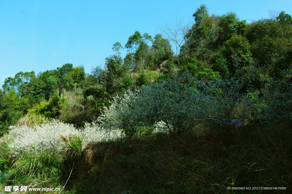 山岚蓝天 果花烂漫