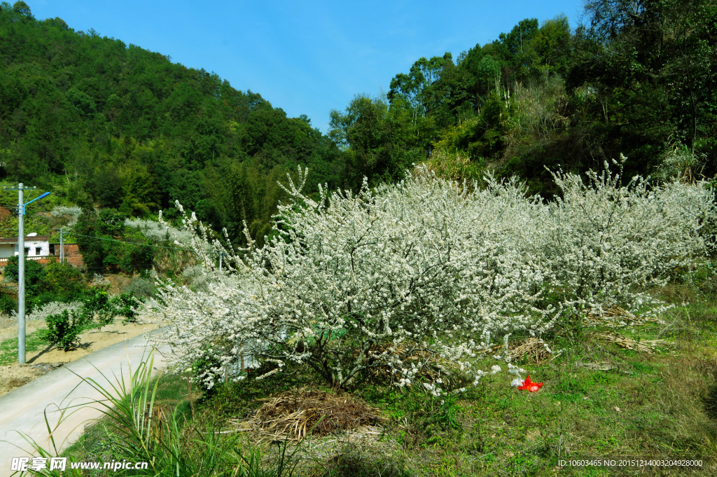 深山村路 山岚果花