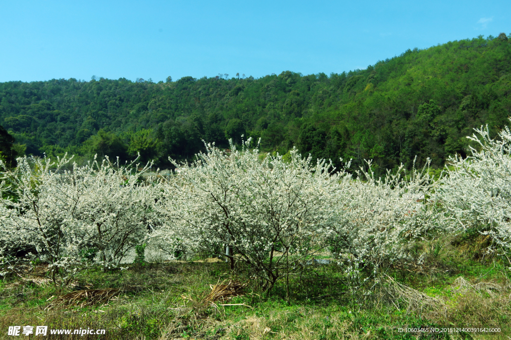 深山公路 山岚果花