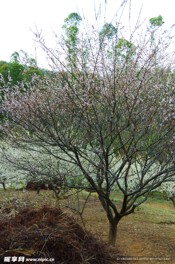 桃花盛开 果花烂漫