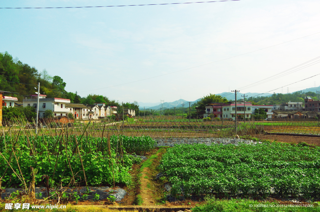 田园风光 蔬菜基地