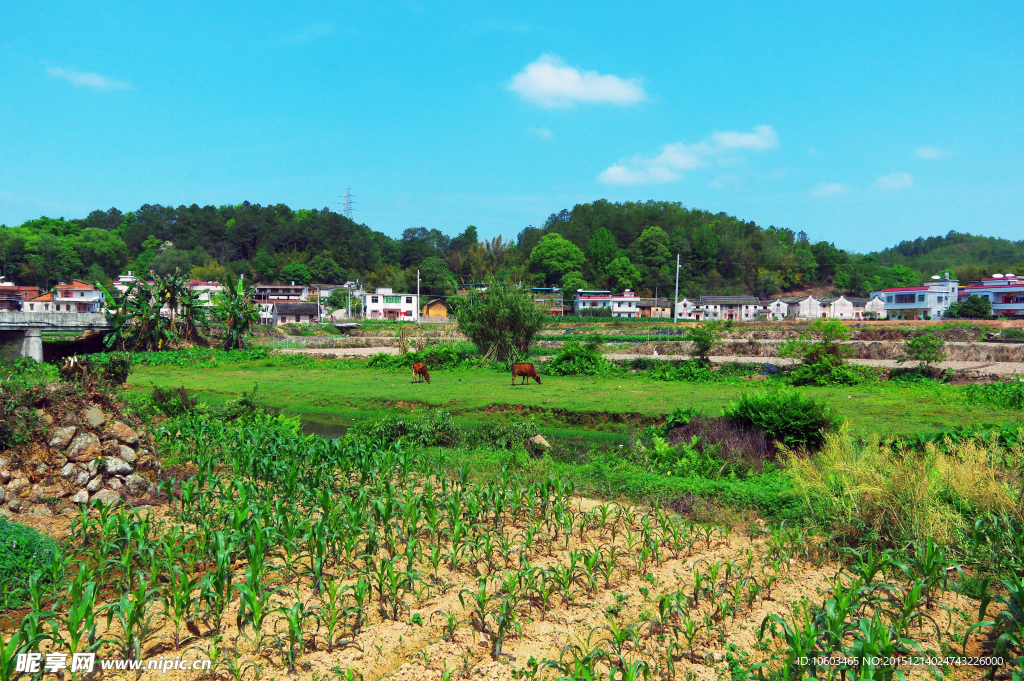 田园风光 围屋人家