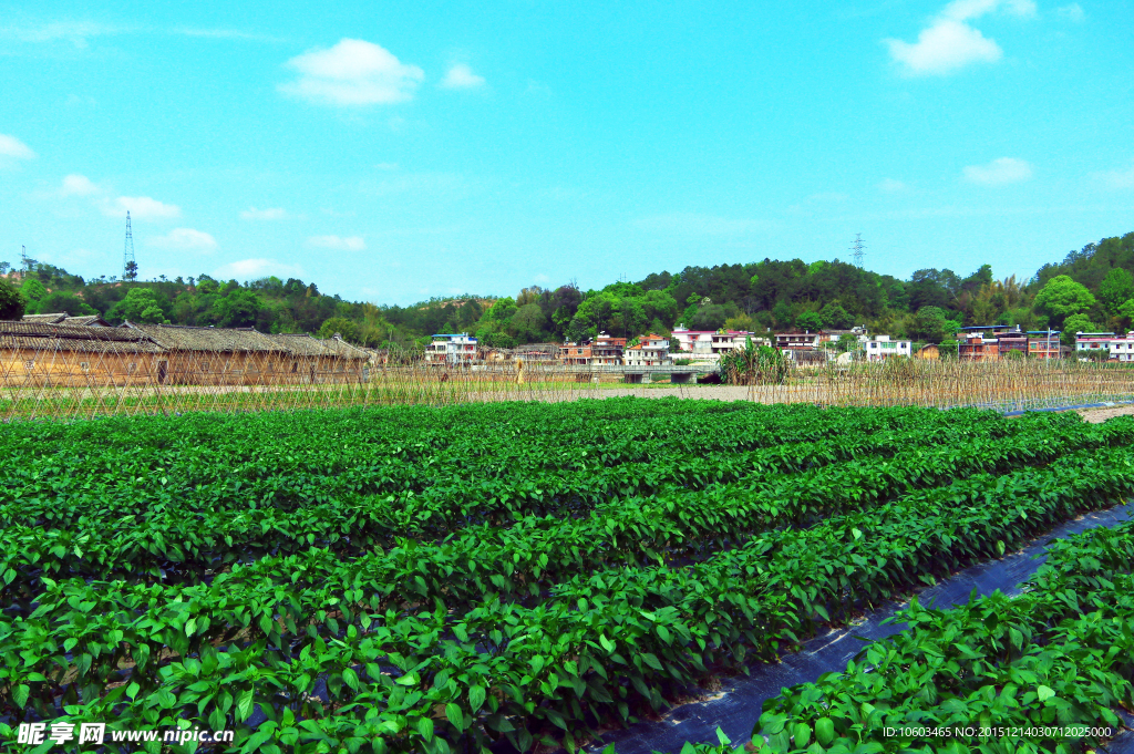 田园风光 辣椒基地