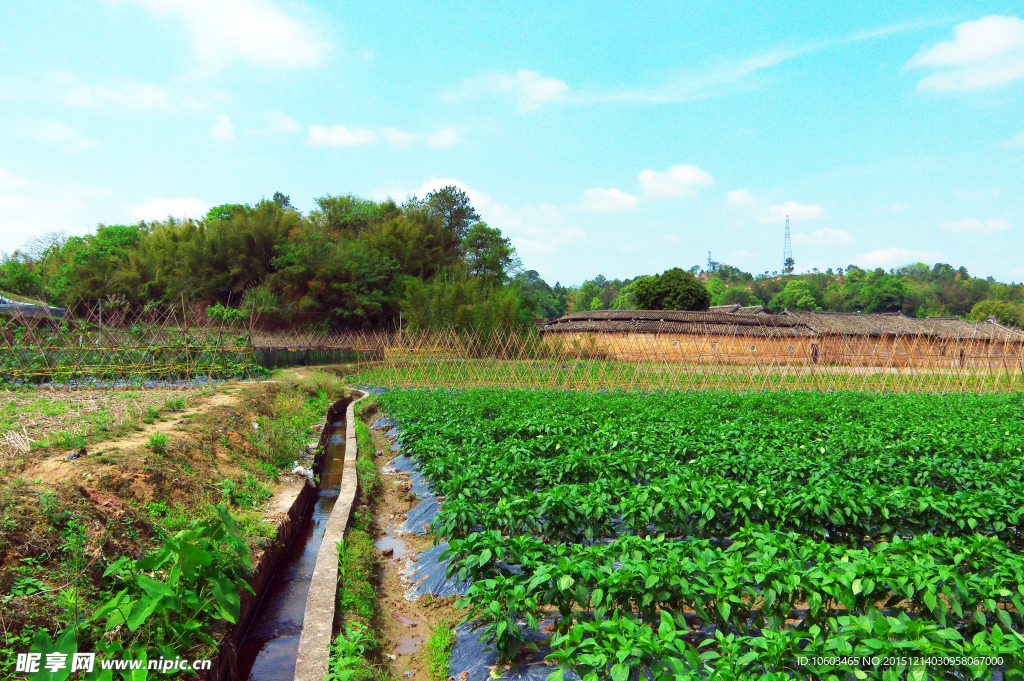 田园风光 辣椒基地