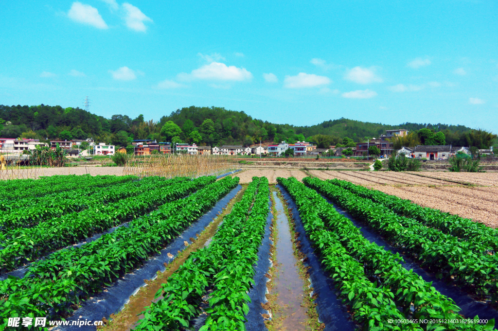 田园风光 辣椒田园