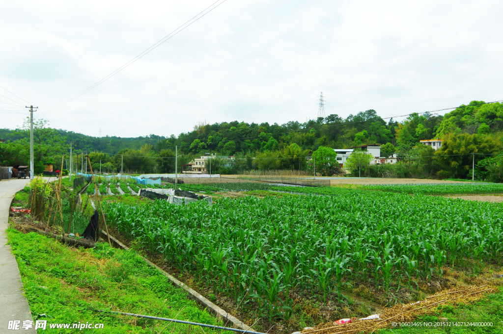 乡村田园 蔬菜粮仓