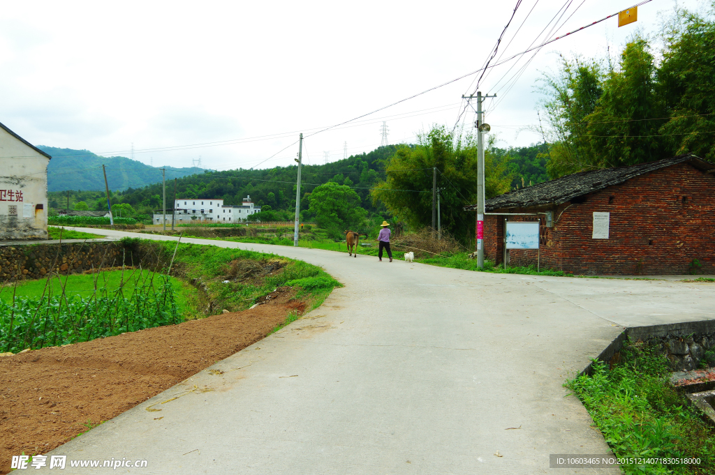 乡村公路 农夫牧牛