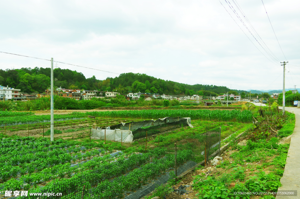 田园风光 绿色乡村