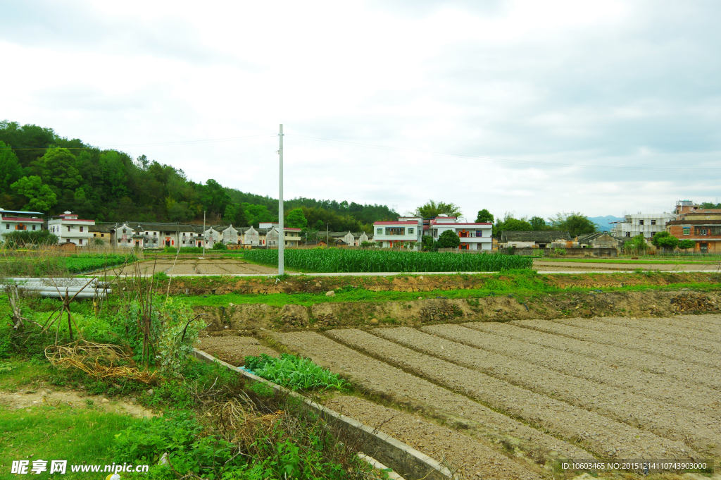 田园风光 蔬菜田园