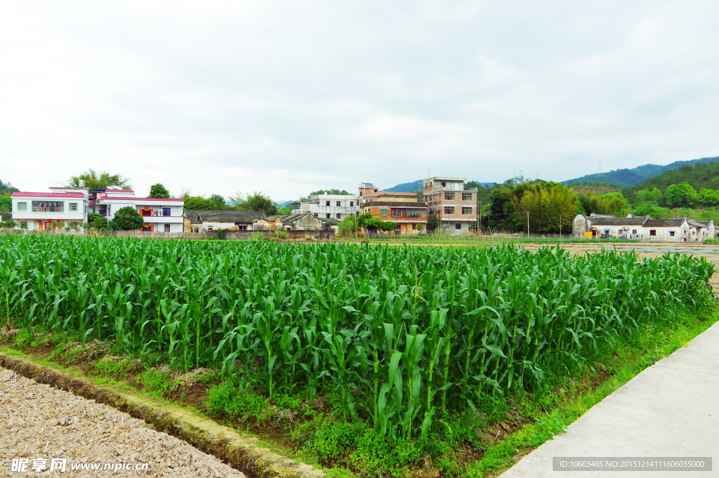 田园风光 玉米粮仓