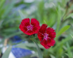 石竹花