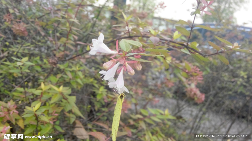 金叶六道木花