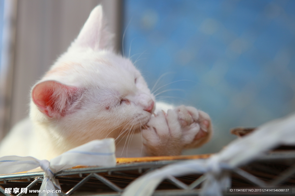 猫咪