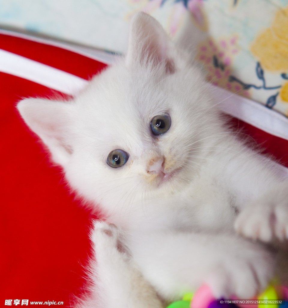 猫咪
