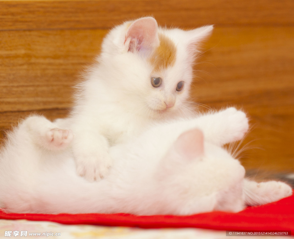 猫咪
