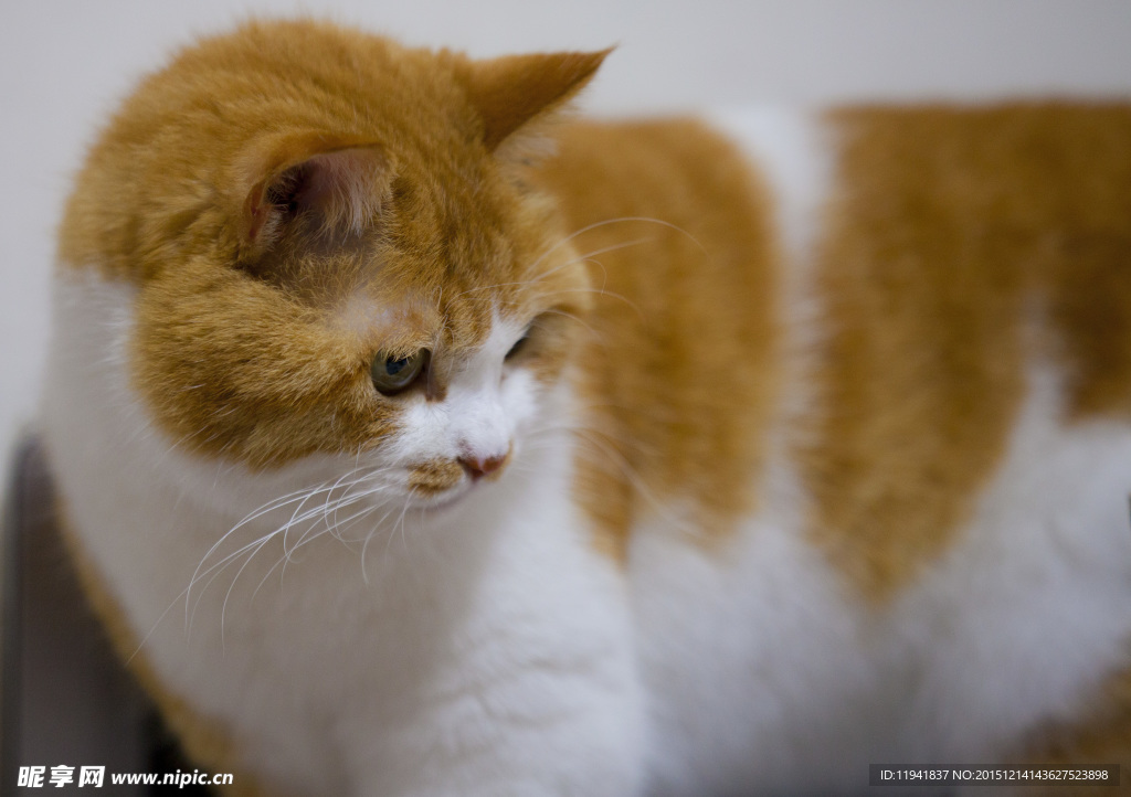 猫咪