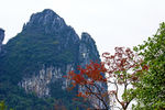 莲花山红叶